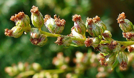 Artemisia vulgaris